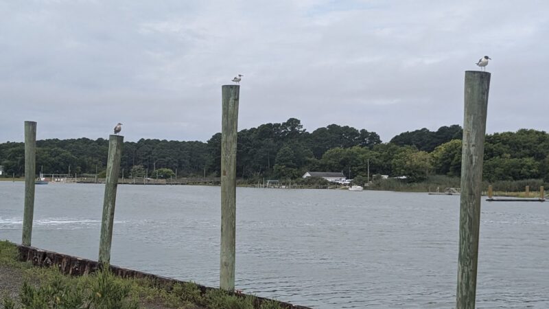 Oyster Village Horse Island Trail - Cape Charles, VA
