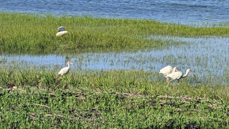 Oyster Village Horse Island Trail - Cape Charles, VA