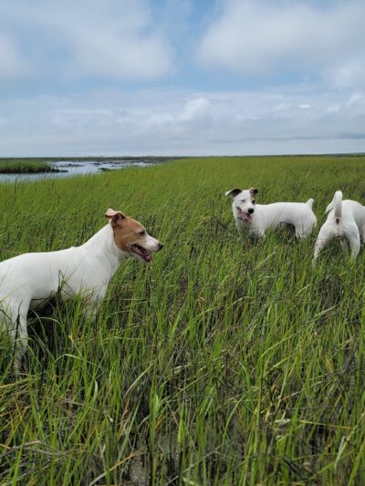 Oyster Village Horse Island Trail - Cape Charles, VA