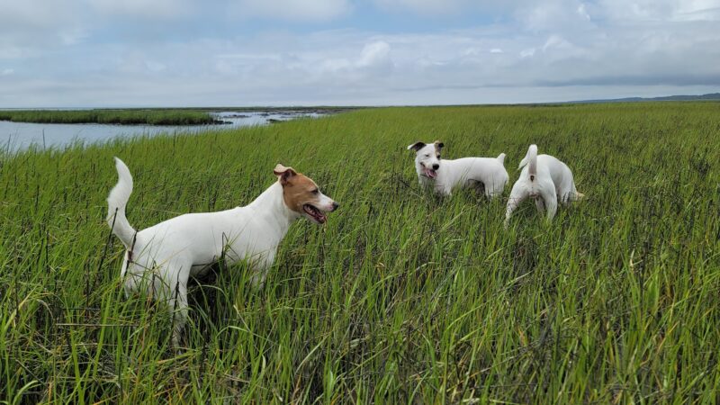 Oyster Village Horse Island Trail - Cape Charles, VA