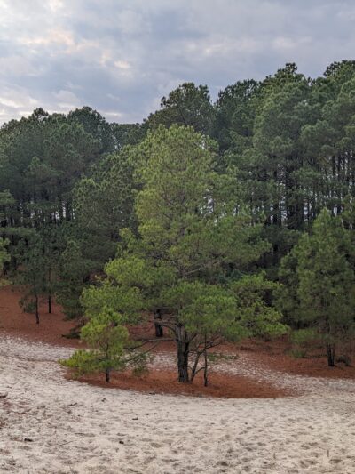 Savage Neck Dunes Natural Area Preserve - Cape Charles, VA