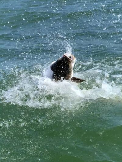 Top Dog Charters - Cape Charles, VA