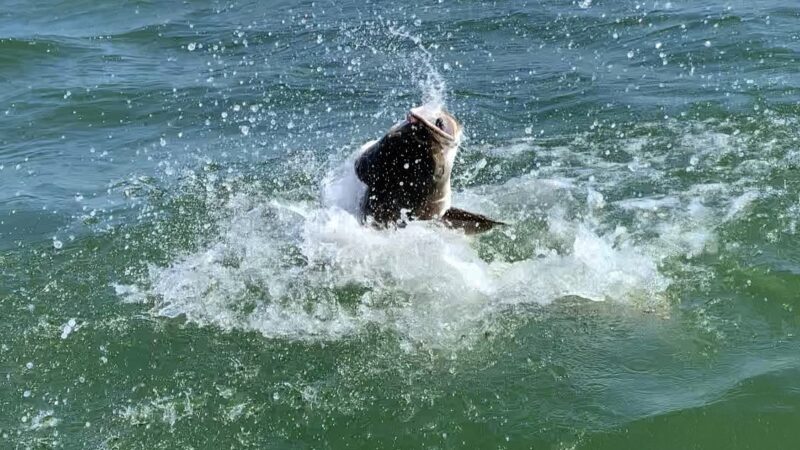 Top Dog Charters - Cape Charles, VA