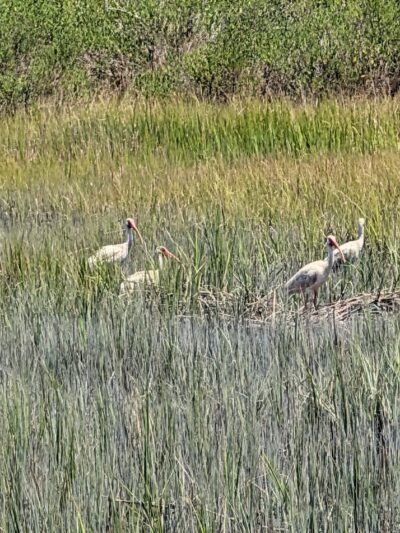 Wreck Island Natural Area Preserve - Cape Charles, VA
