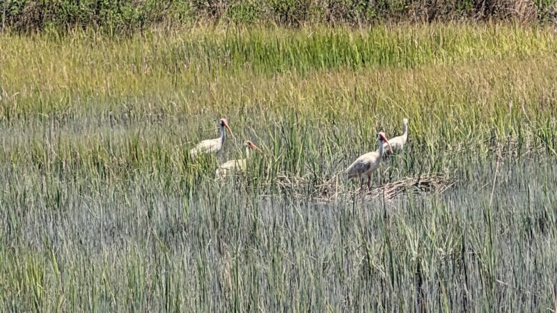 Wreck Island Natural Area Preserve - Cape Charles, VA