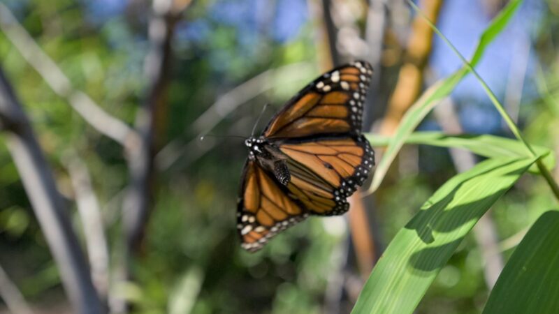 Rotary Park - Cape Coral, FL