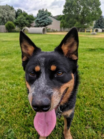 Hendrick Dog Park - Carbondale, CO