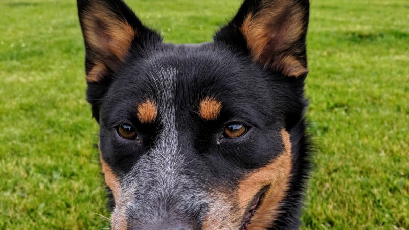 Hendrick Dog Park - Carbondale, CO