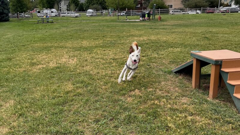 Hendrick Dog Park - Carbondale, CO