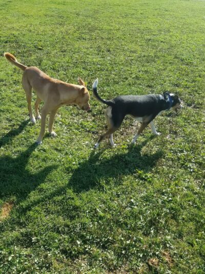 Hendrick Dog Park - Carbondale, CO