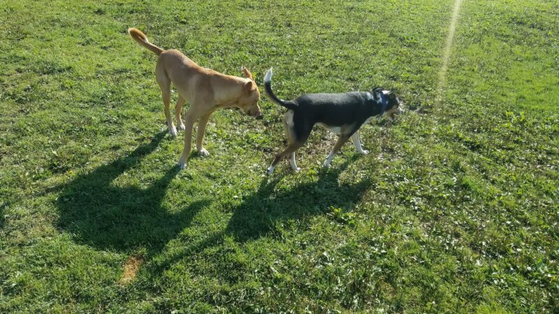Hendrick Dog Park - Carbondale, CO