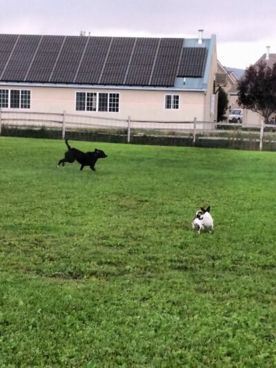 Hendrick Dog Park - Carbondale, CO