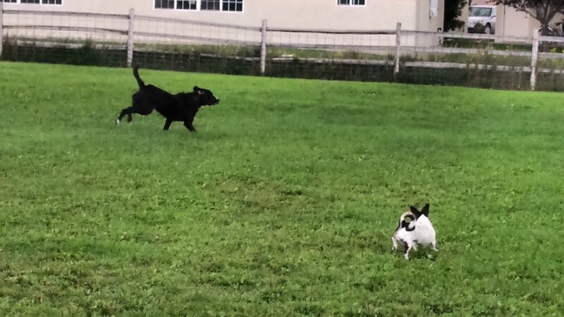 Hendrick Dog Park - Carbondale, CO