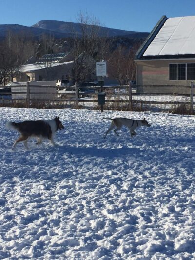 Hendrick Dog Park - Carbondale, CO