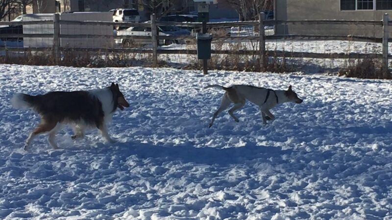 Hendrick Dog Park - Carbondale, CO