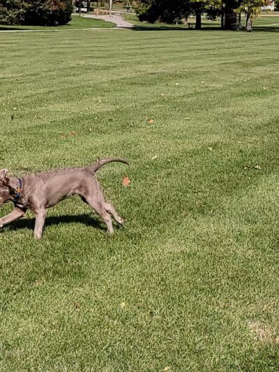 Carlock City Park - Carlock, IL