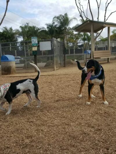 Dog Park - Carlsbad, CA