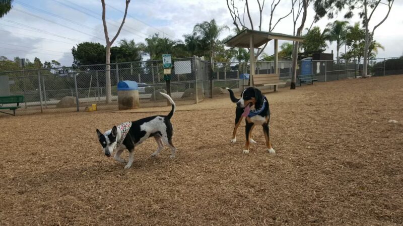 Dog Park - Carlsbad, CA