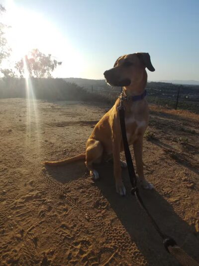 Dog Park - Carlsbad, CA