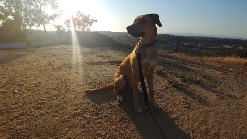 Dog Park - Carlsbad, CA