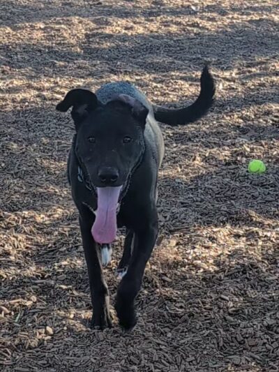 Dog Park - Carlsbad, CA