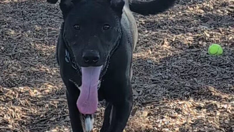 Dog Park - Carlsbad, CA