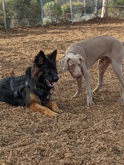Dog Park - Carlsbad, CA
