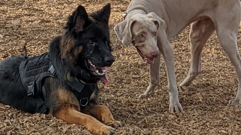 Dog Park - Carlsbad, CA
