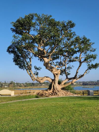 Maxton Brown Park - Carlsbad, CA