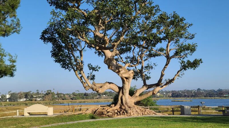 Maxton Brown Park - Carlsbad, CA