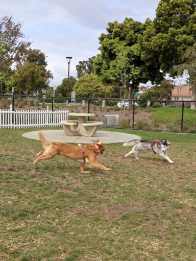Poinsettia Dog Park - Carlsbad, CA
