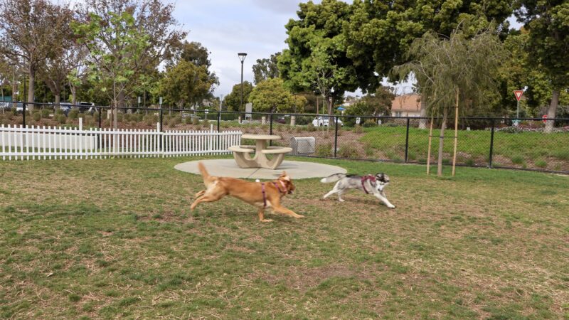 Poinsettia Dog Park - Carlsbad, CA
