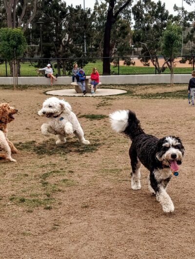 Poinsettia Dog Park - Carlsbad, CA