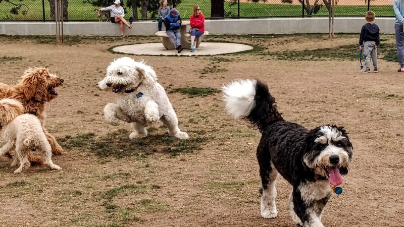 Poinsettia Dog Park - Carlsbad, CA