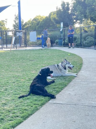 Poinsettia Dog Park - Carlsbad, CA