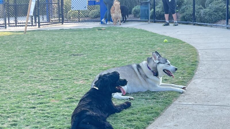 Poinsettia Dog Park - Carlsbad, CA