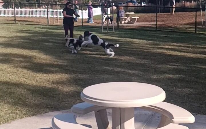 Poinsettia Dog Park - Carlsbad, CA