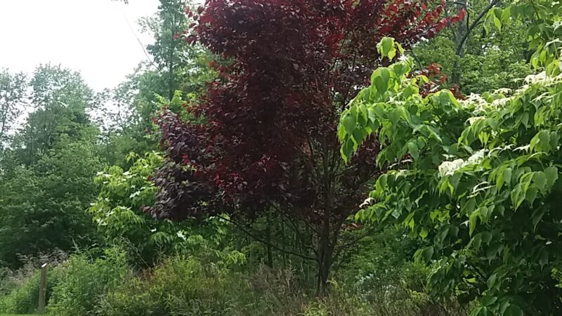 Camarda Park - Carmel Hamlet, NY