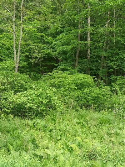 Camarda Park - Carmel Hamlet, NY