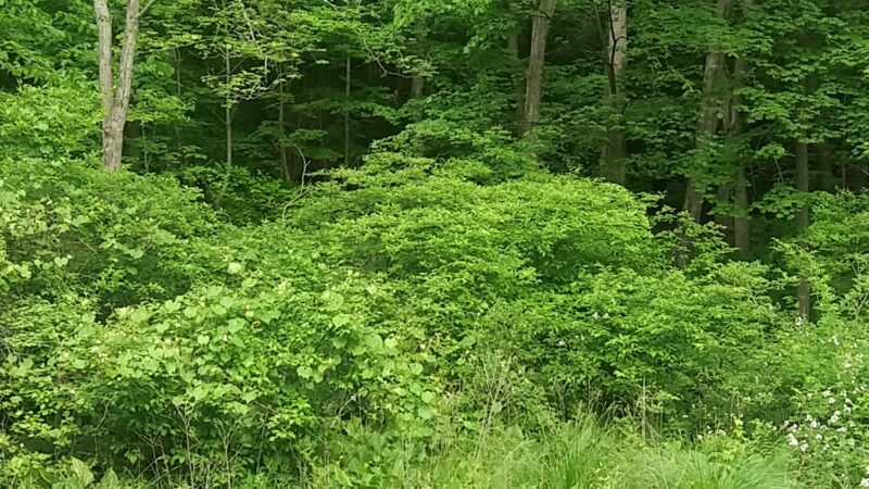 Camarda Park - Carmel Hamlet, NY