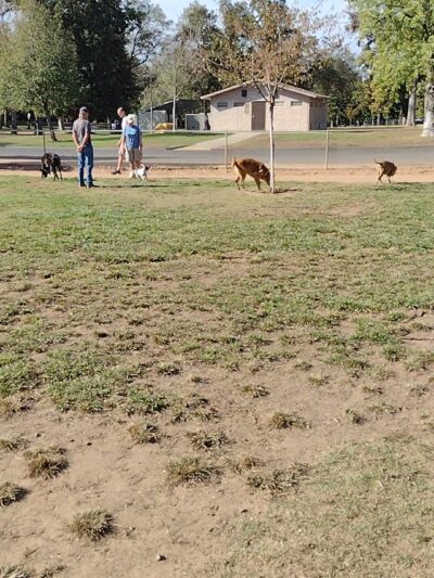 Carmichael Park Off Leash Dog Park - Carmichael, CA