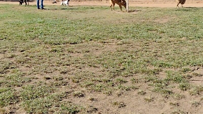Carmichael Park Off Leash Dog Park - Carmichael, CA