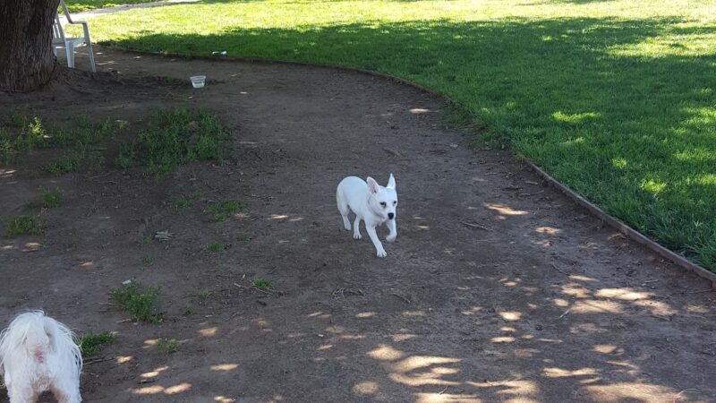 Carmichael Park Off Leash Dog Park - Carmichael, CA