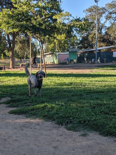 Carmichael Park Off Leash Dog Park - Carmichael, CA