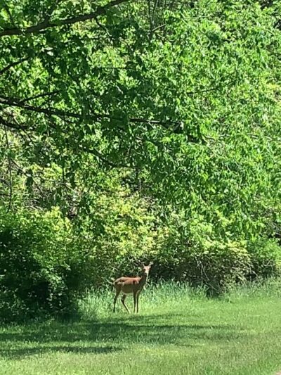 Carnegie Park - Carnegie, PA