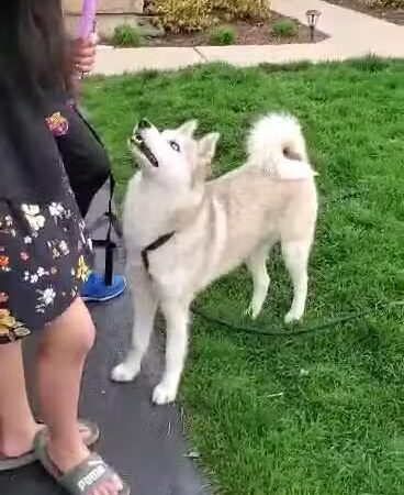 Bark Park - Carol Stream, IL