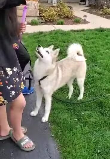 Bark Park - Carol Stream, IL