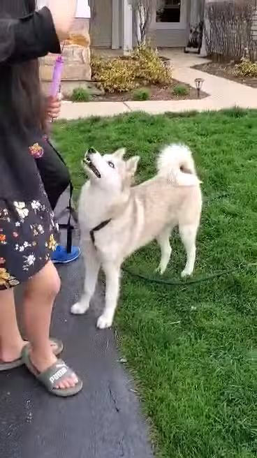 Bark Park - Carol Stream, IL