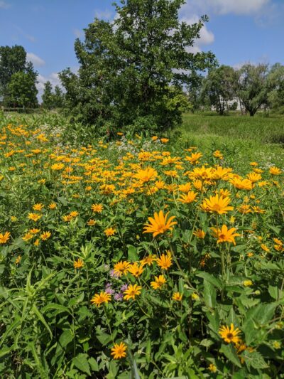 Deerpath Park - Carpentersville, IL