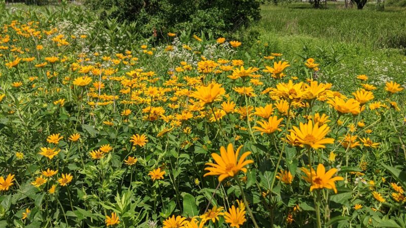 Deerpath Park - Carpentersville, IL